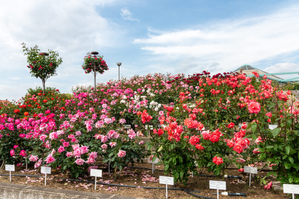 緑町公園