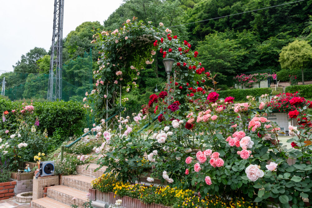 UEMOTO TENNIS SCHOOL & ROSE GARDEN