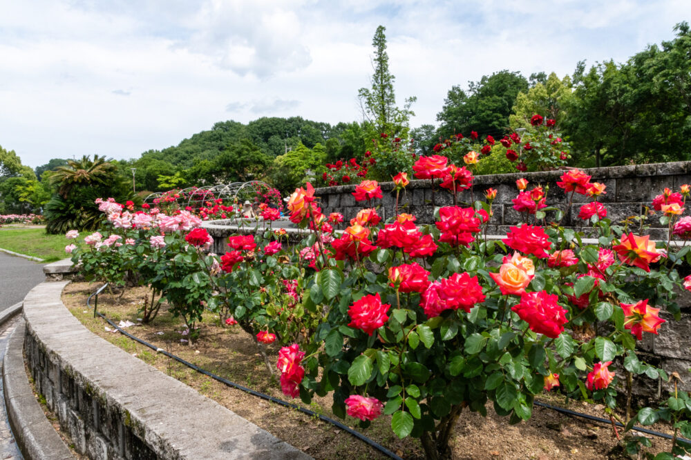 春日池公園