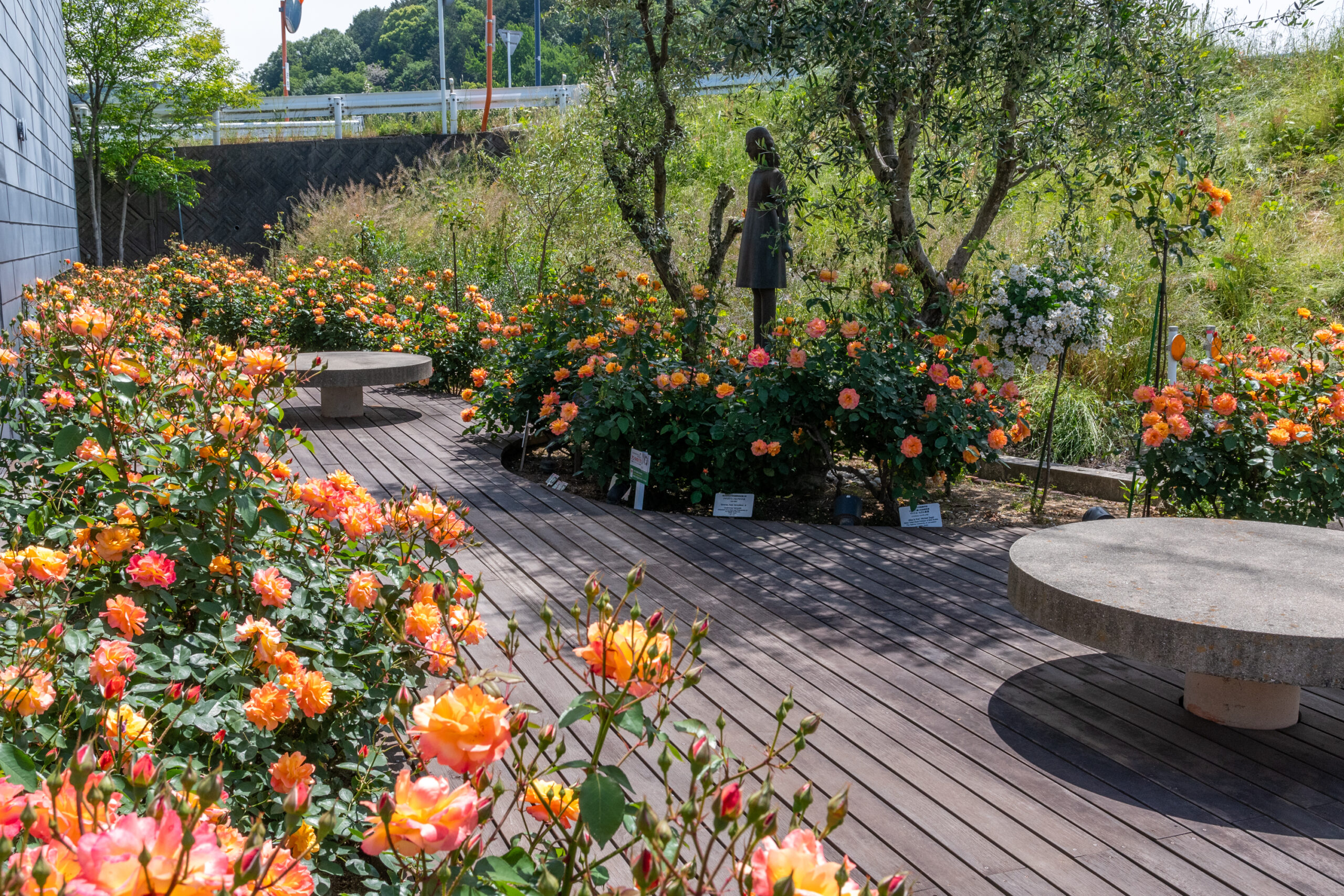 ホロコースト記念館 アンネのバラ園