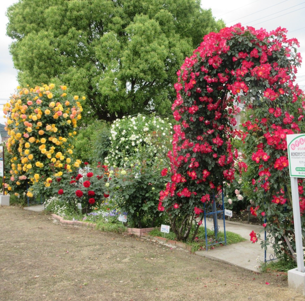 緑丘学区高屋ばら花壇