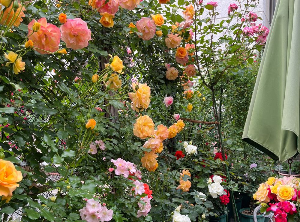 Petite Rose Garden~小さなばら園~
